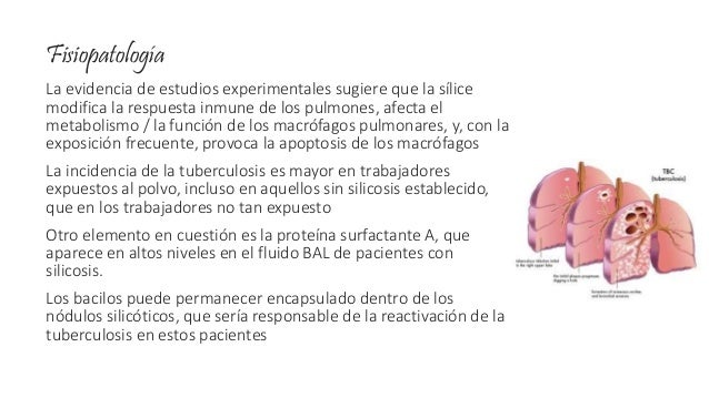 fisiopatologia de la silicosis